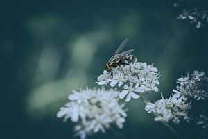 Natur in wohnlicher Farbe