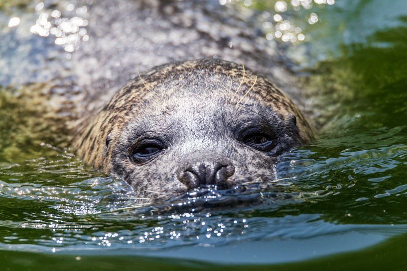 Zeehond van Jaap Tempelman