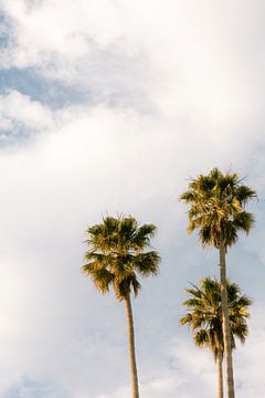 Tropische palmbomen | Verenigde Staten van Marika Huisman fotografie