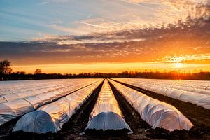 Zonsondergang boven prei in tunneltjes