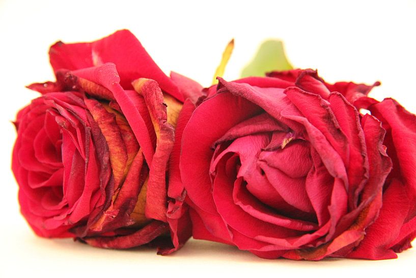 rosas rojas von Azucena Kouwenhoven