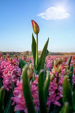 Tulp uitstekend boven andere bloemen op een zonnige dag in de lente