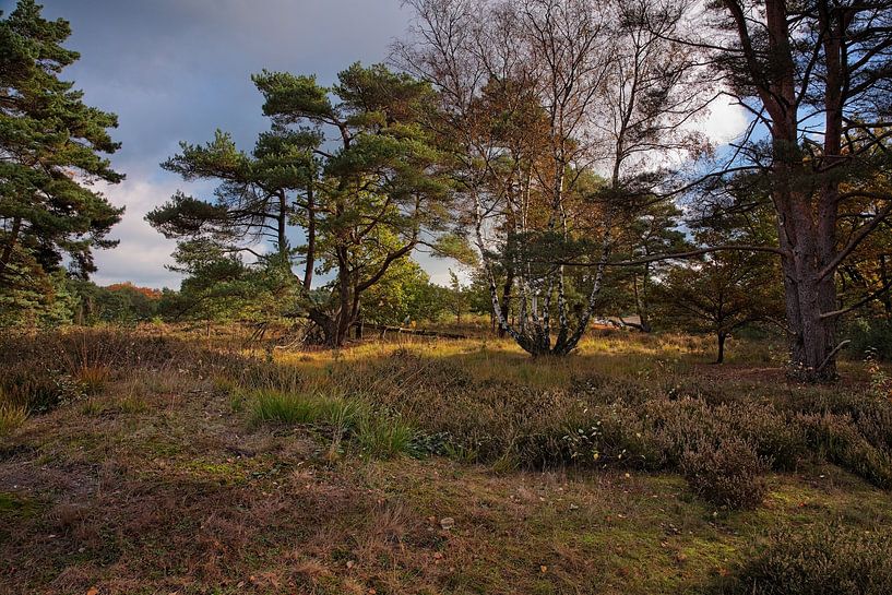 Brunssummerheide von Rob Boon