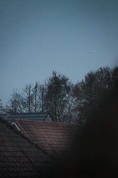 Rooftops & Trees van Tom Paquay