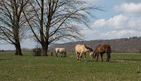 Knuffelende konik paarden van Cilia Brandts thumbnail