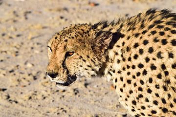 Cheetah (Jachtluipaard) van Merijn Loch