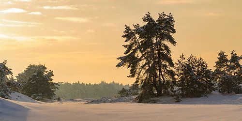 Snowy winter landscape during sunset at the Hulshorsterzand in the Veluwe nature reserve