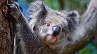 Australien: Koala von Be More Outdoor Miniaturansicht