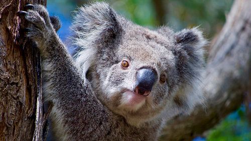 Koala im Eukalyptusbaum - Ikonisches Australien an der Great Ocean Road