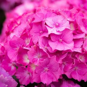 Rose Hortensia van Freddy Hoevers