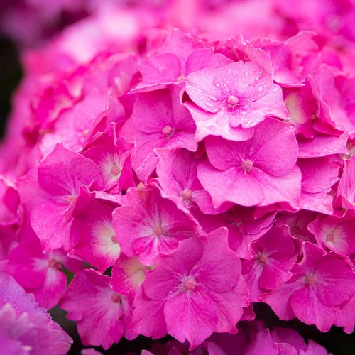 Rose Hortensia