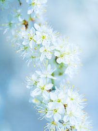 Farben des Frühlings – Apfelblüte, Zeeland von Bas Meelker