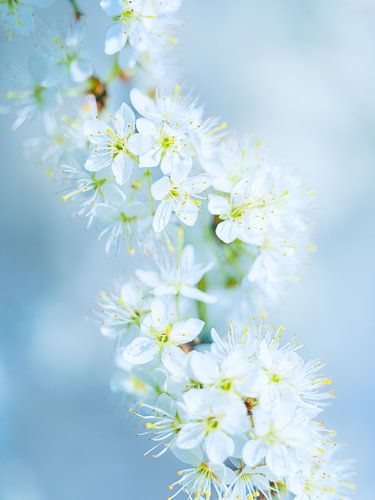 Colours of Spring – Apple Blossom, Zeeland by Bas Meelker