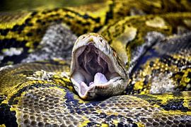 Slang von Sidney Portier