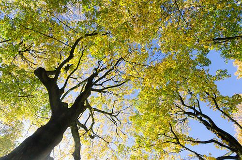 Herfstkleuren in het park