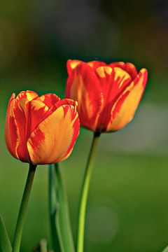 Tulpen van Thomas Heitz