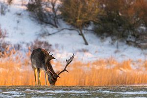 Herten | Damhert tijdens de zonsondergang in deze winterperiode van Servan Ott