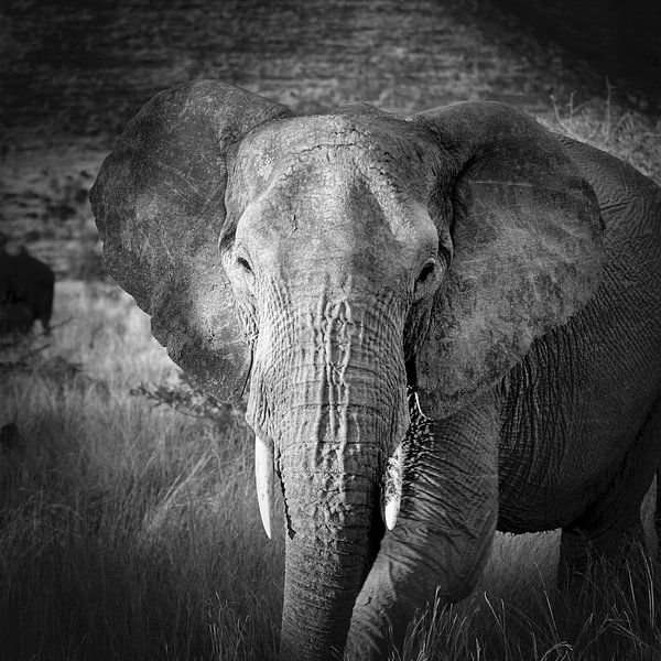 Elephant by Frans Lemmens