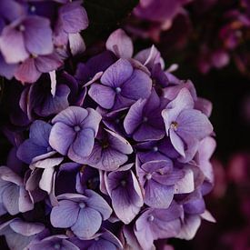 Hortensia von Oog in Oog Fotografie