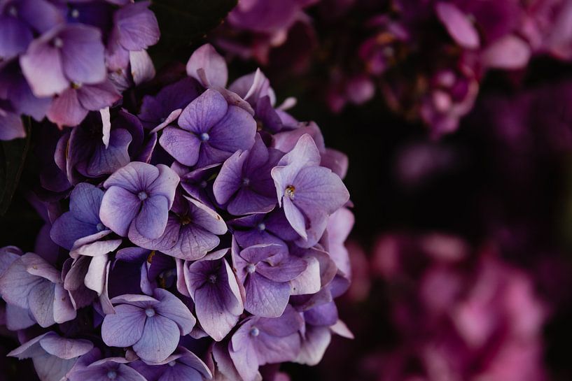 Hortensia by Oog in Oog Fotografie