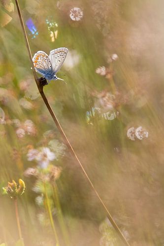 Common blue