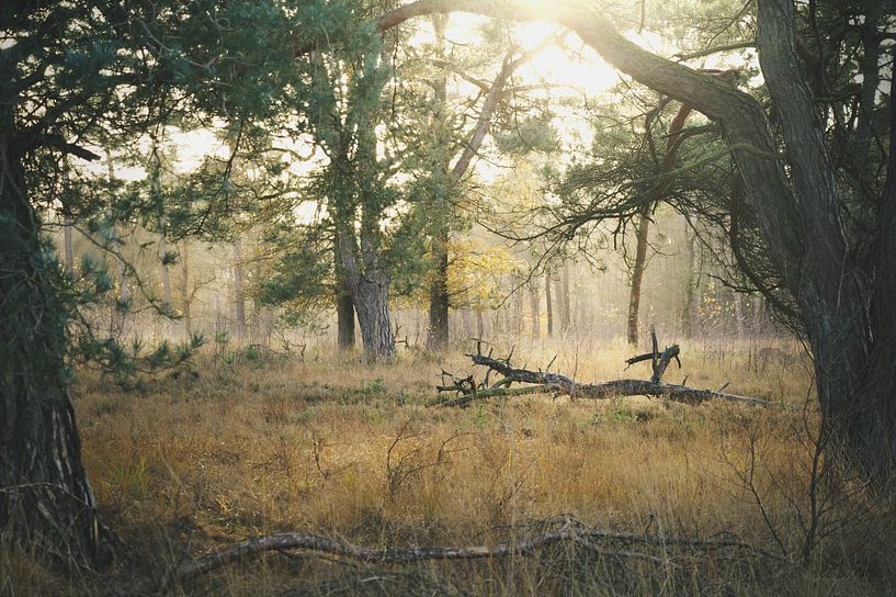 In der Natur von Lisa Bouwman