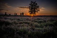 Zonsondergang op de hei