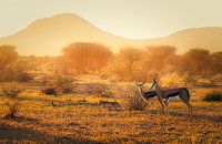 The golden light