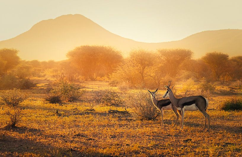 The golden light by Loris Photography