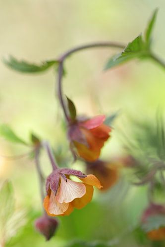 Atmospheric image of nodding nailweed