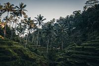 Authentic tropical views in Bali, Indonesia