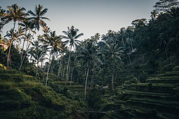 Authentische tropische Ausblicke in Bali, Indonesien von Troy Wegman