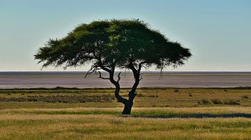 Eenzame acaciaboom in Etosha van Timon Schneider