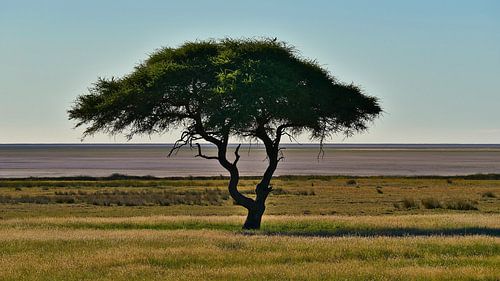 Un acacia solitaire à Etosha