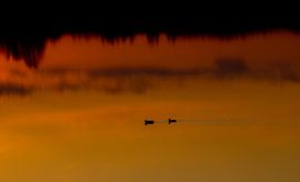 Vögel von Anne Koop