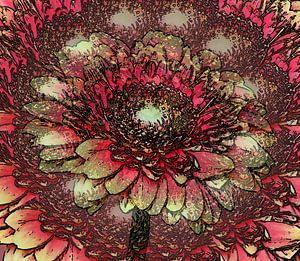 Gerbera