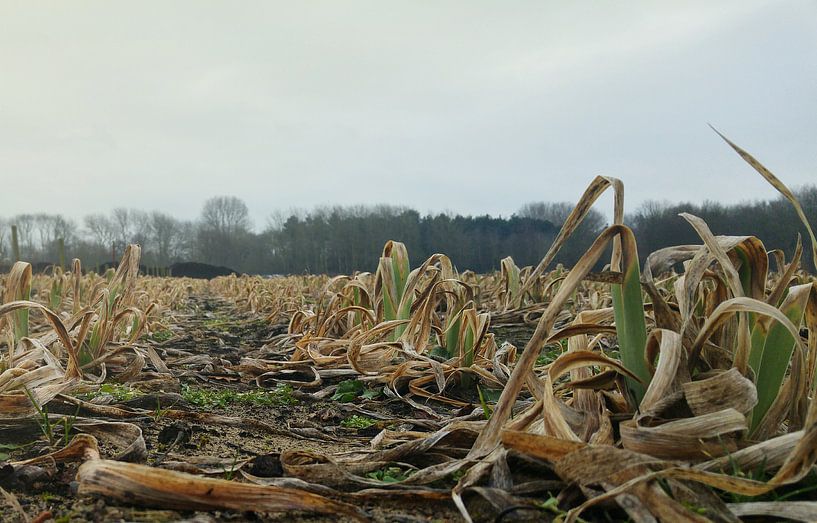 abandoned field  by Chella Wolf
