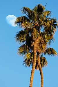 Palmen und Mond