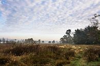 Morning mood in a marshy landscape by Edith Albuschat thumbnail