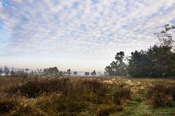 Morning mood in a marshy landscape van Edith Albuschat