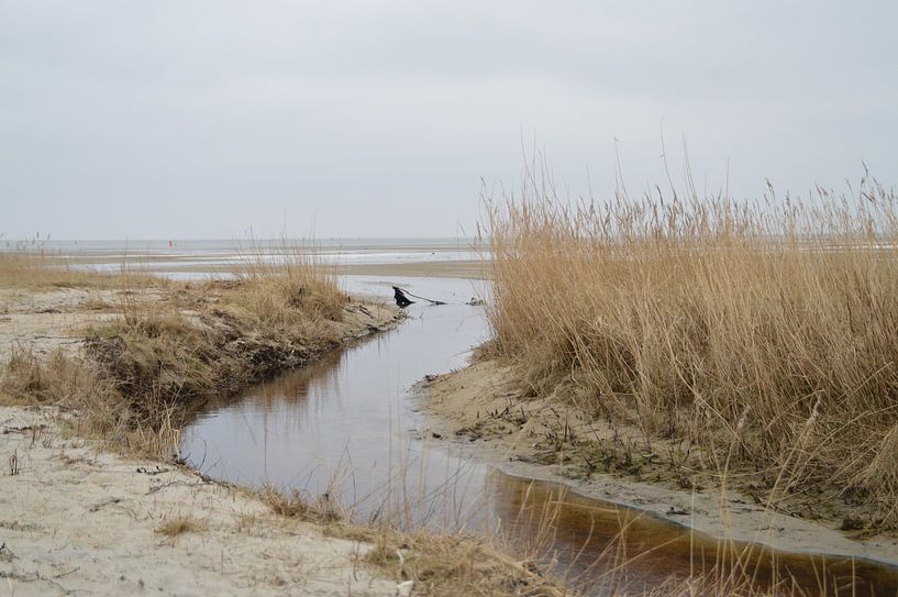 Groene strand op Terschelling (Holland) par Margriet's fotografie
