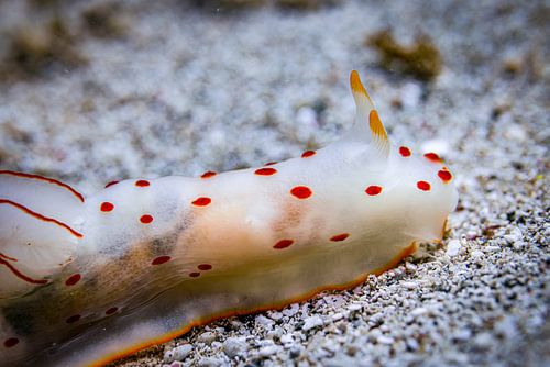 Zeeslak, Rode Zee, Egypte