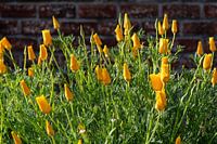Splendeur florale