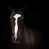 Bildnis eines deutschen Pferdes von Irene Ruysch fotografie