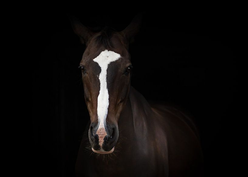 Fine art portrait of a German horse by Irene Ruysch fotografie