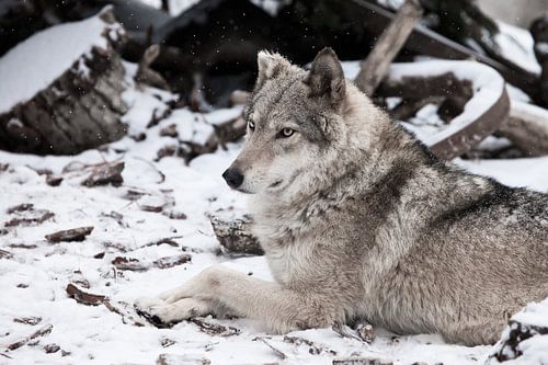 La beauté de profil est imposante. Femelle loup gris dans la neige, bel animal fort en hiver.