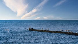 Seagulls on a groyne on the Baltic Sea. by Martin Köbsch
