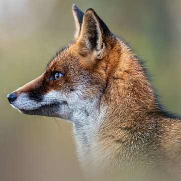 Portrait d'un renard sur Gianni Argese