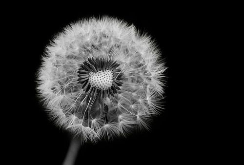 Close-up Dandelion fluff