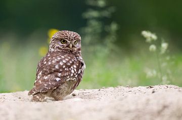 Hibou de pierre  sur Rando Kromkamp